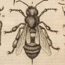 dessin-insectes-microscope